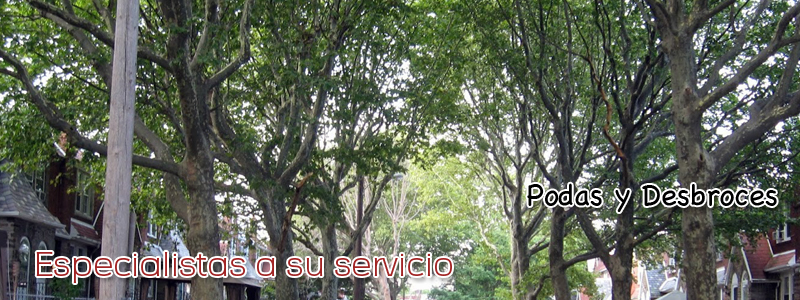 podas y desbroces